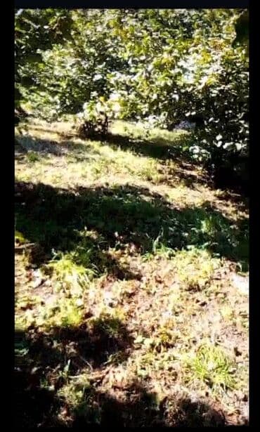 gencede torpaqlarin qiymeti: 11 sot torpağın kupça var, yarı tikili ev var 12 daşa kimi tikili — 2