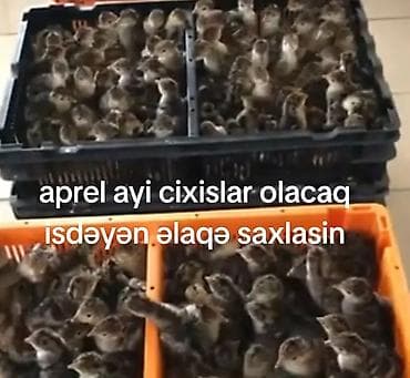 Dişi, Amerika, Ətlik, Pulsuz çatdırılma