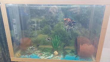 Quşlar: Akvaryum komplekti 5 ədəd saffir 1 ədəd isə mələk balığı təcili — 2