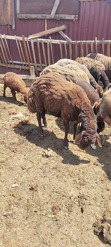yumurtlayan toyuqlar satilir: Qoyun sürüsü satılır – qaragül/yerli qarışıq tipli heyvanlar. Rənglər — 1