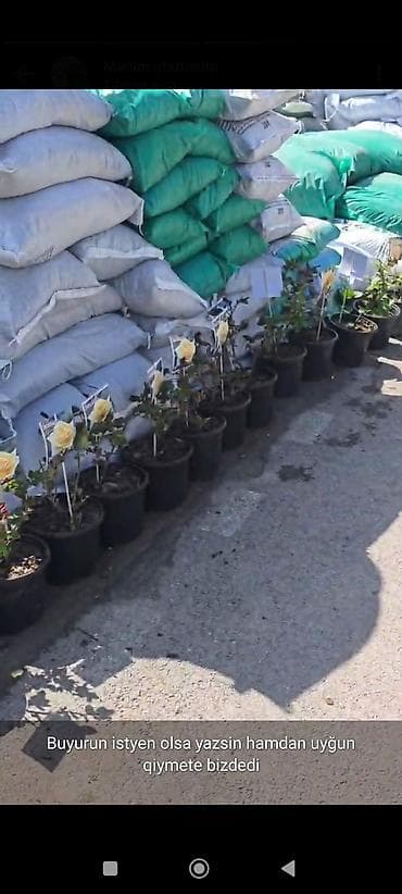 esger sekilleri: Rəngarəng bəzək gülləri və dekorativ bitkilər – saksıda - Çeşidlər — 9