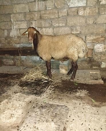 mal qoyun: Erkək, Qala, il: 1, 70 kq, Damazlıq, Ödənişli çatdırılma — 2