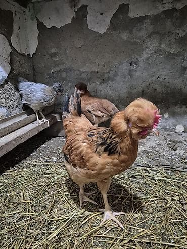 at satiwi: Toyuq, Damazlıq — 8
