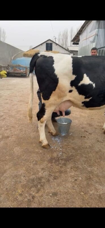 heyvan bazari inekler: Südlük inək – Holşteyn (qara-ağ) Xüsusiyyətlər: - Cins: Holşteyn — 7
