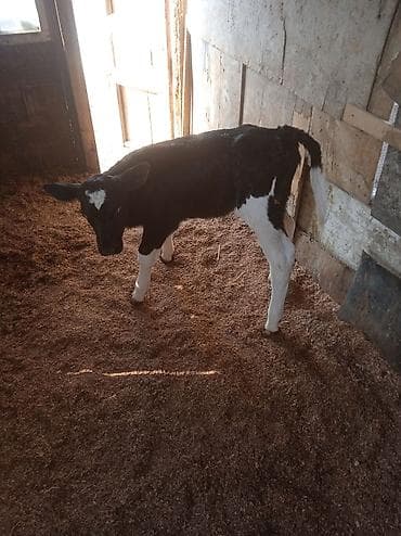 Qara-ağ rəngli buzov - Cins tipi: ehtimalən Holşteyn (xarakterik