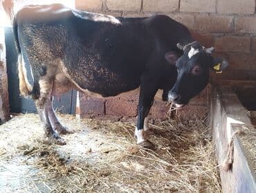 col toyuğu: Cavan heyvandı 3 bala verib qısırdı tövlə malıdı çöl görmeyib arpa — 1