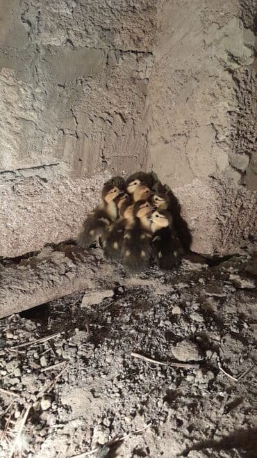 cücə satışı 2023: Məhsul: Krasnodar sortu ördək balaları - Yaş: 3 günlük - Sayı: 10 — 4