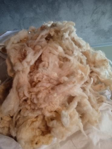 bambu tekstil: Yuyulmuş qoyun yunu satılır. 1 kq mı 1 manata.Köçlə bağlı ucuz — 1