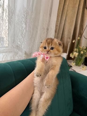 tuklu pişik: Şotland — 3