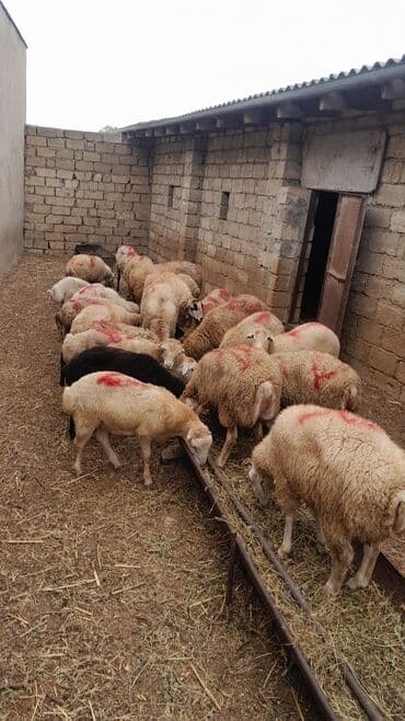 рынок животных в баку: Erkək, il: 7, 55 kq, Ətlik, Ünvandan götürmə — 9