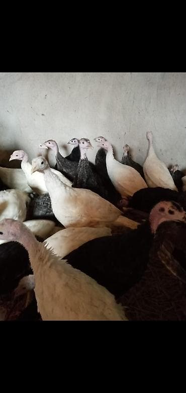 qaz quşu: 8 man -1 günluk,20 manata - 1 ay yarimliq, 32man-2 ay yarim, 45man-3 — 1