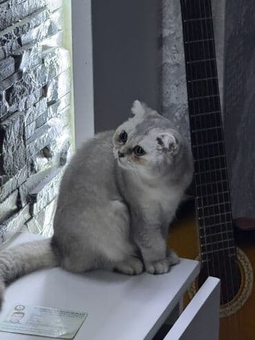 pişik şotland: Şotland yastı qulaq — 3