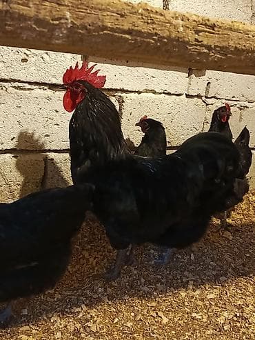 Птицы: Курица, Australop, Для разведения — 2