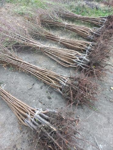 mx group inşaat: Kənd təsərrüfatı, Mülkiyyətçi — 13