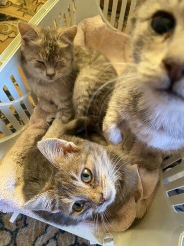 sahiblendir: Yaxşı əllərə — 4