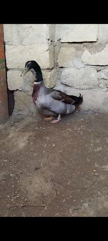 Xoruzlar: Erkək, Damazlıq, Ödənişli çatdırılma — 3