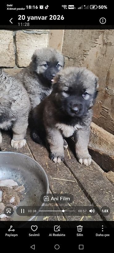 itlerin: Qafqaz çoban iti — 8