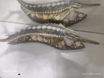 qazıntı işləri: Sifarişlə əl işləri | Suvenirlər — 3