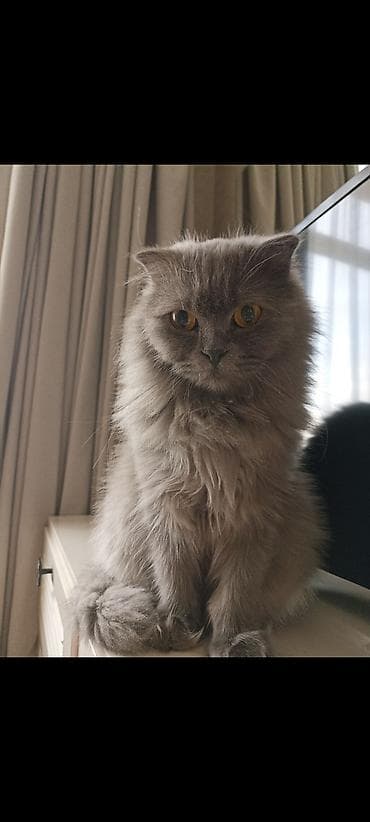 Şotland uzun tüklü, Dişi, Yaxşı əllərə