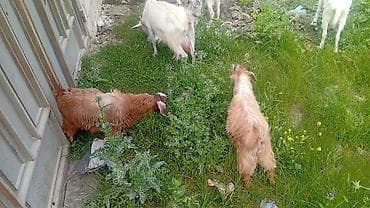 20 baş çəpişdi erkekli dişili çoxunun burda. Şəkili yoxdu