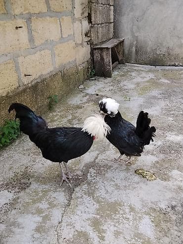 hinduşka satılır: Fizanlar satilir.Saglamdilar.Cutu 75 manat.Unvan Şəki.Baki və bəzi — 2