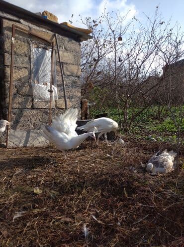 ağ kəklik: Salam aleykum. Satışda bir cüt ağ tovuzquşu var. 6 ayliqdirlar. cütü — 6