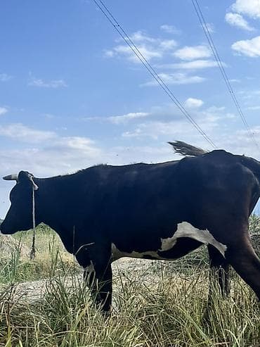 Dişi, il: 2, 200 kq, Südlük