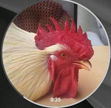 купить кур: Курица, Для яиц, Самовывоз — 1