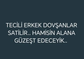 şirin dovşan şəkilləri: Tecili Erkek dovsanlar satilir — 1