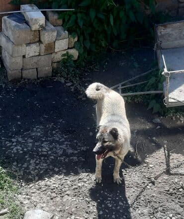 той пудель баку: 1 il, Dişi, Ünvandan götürmə — 1