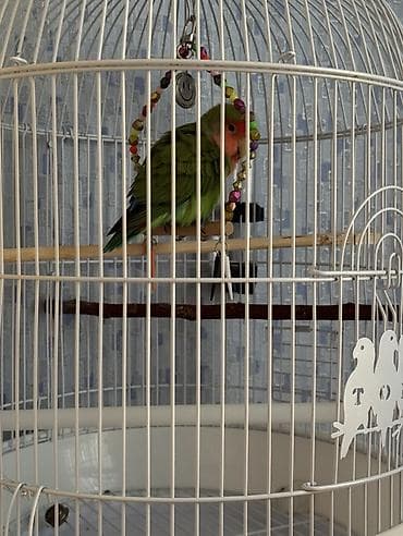 qefes satisi: Neraznuçnikdi. Tam əl quşudu insana çox bağlıdı. Cütə hazır erkəkdi — 1