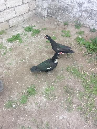 2maya zümrüt satlir yumurtalayir 40manat cutu Real alicya asaqi yeri