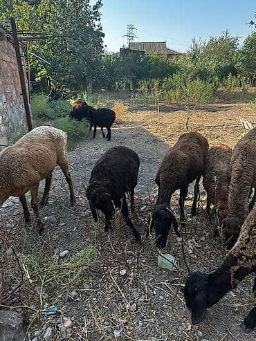 cins ineyler: Saxaraya uyğun sürülik qoyunlar - Növ: yerli qarışıq ətlik-yunluq — 1