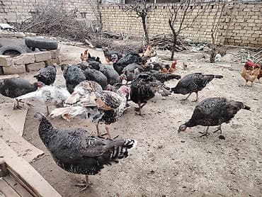 Heyvanlar üçün mallar: Məhsul: Hinduşka sürüsü (yerli təsərrüfatdan) Təsvir: - Şəkildə — 1