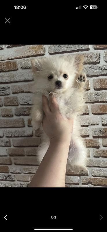 xasgi balası: Şpitz — 2