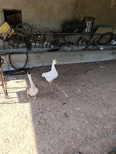 Dişi, | Linda, Damazlıq — 1