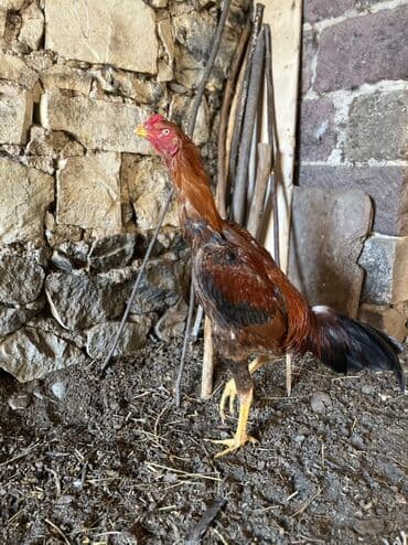 K/t heyvanları və malları: Xoruz, il: <1 — 5