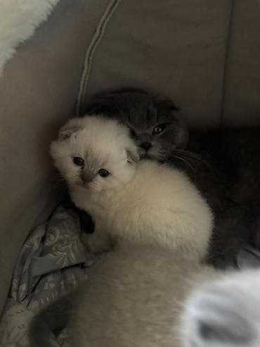 Şotland yastı qulaq lalafo.az -da Şotland yastı qulaq