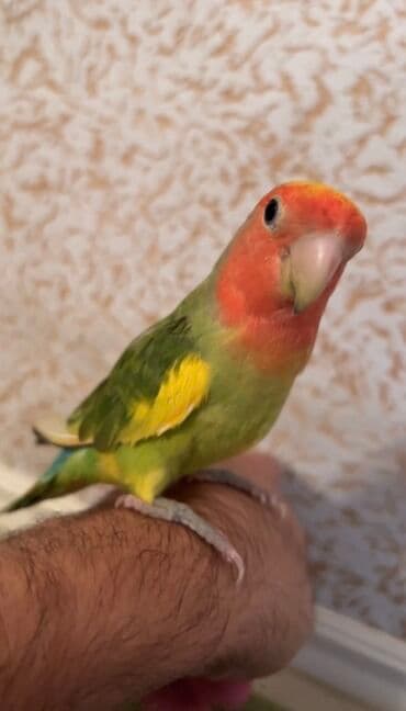 danişan quş: -Əl quşu 3 aylıq hər evin yaraşığı, üzərində 7 rəng var — 4