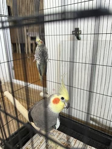bildircin satisi: Satılan məhsul iki ədəd nimfa papuqayıdır (cockatiel). Quşların biri — 3