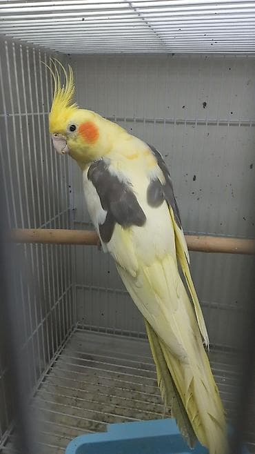 Cəp karella 70 azn yanaqsız karella cütü 300 azn