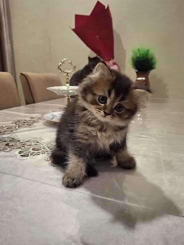 mingəcevir pişik: Yumaqlı tüklü, zolaqlı naxışlı balaca pişik balası. Xüsusiyyətlər: - — 2