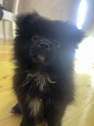 1 aylık doberman: Pekines, 2 ay, Dişi, Peyvəndli, Ünvandan götürmə — 6