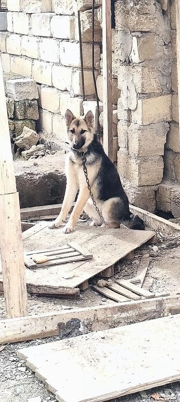 Птицы: 8 месяцев, Самка, Самовывоз — 2