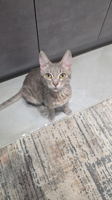 lalafo pişiklər: Tabbi, Yaxşı əllərə — 4