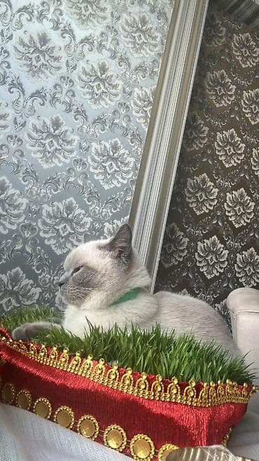 anqor pisik: Piwik satilir, wotlanddir, sentyabrda dogulub, fikri ciddi olanlar — 1