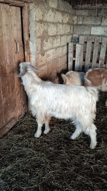 Гуси: Təcili satılır ehtiyac var Real alıcılar mesaj yazsın nömrə 050 967 27 — 5