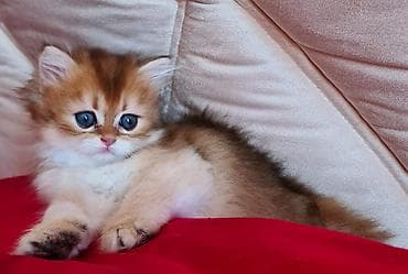 van pişik: Britan — 6