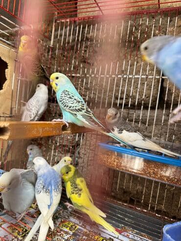 geref qusu rus dilinde: Papuqaylarr — 1