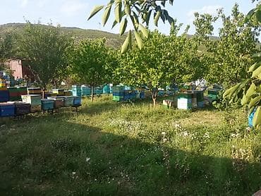 bal satışı: TECİLİ QARANTİ VERİLİR İSTENİLEN YERDE YOXLATDİRA BİLERSİNİZ YENİ MAY — 2